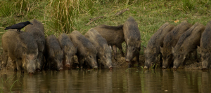wild hog